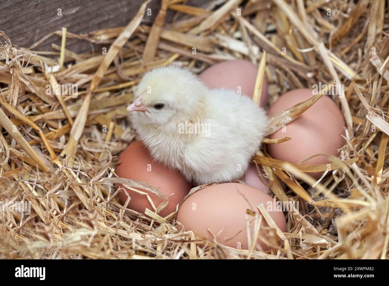 Ein Tag alte Küken, die auf Eiern sitzen Stockfoto