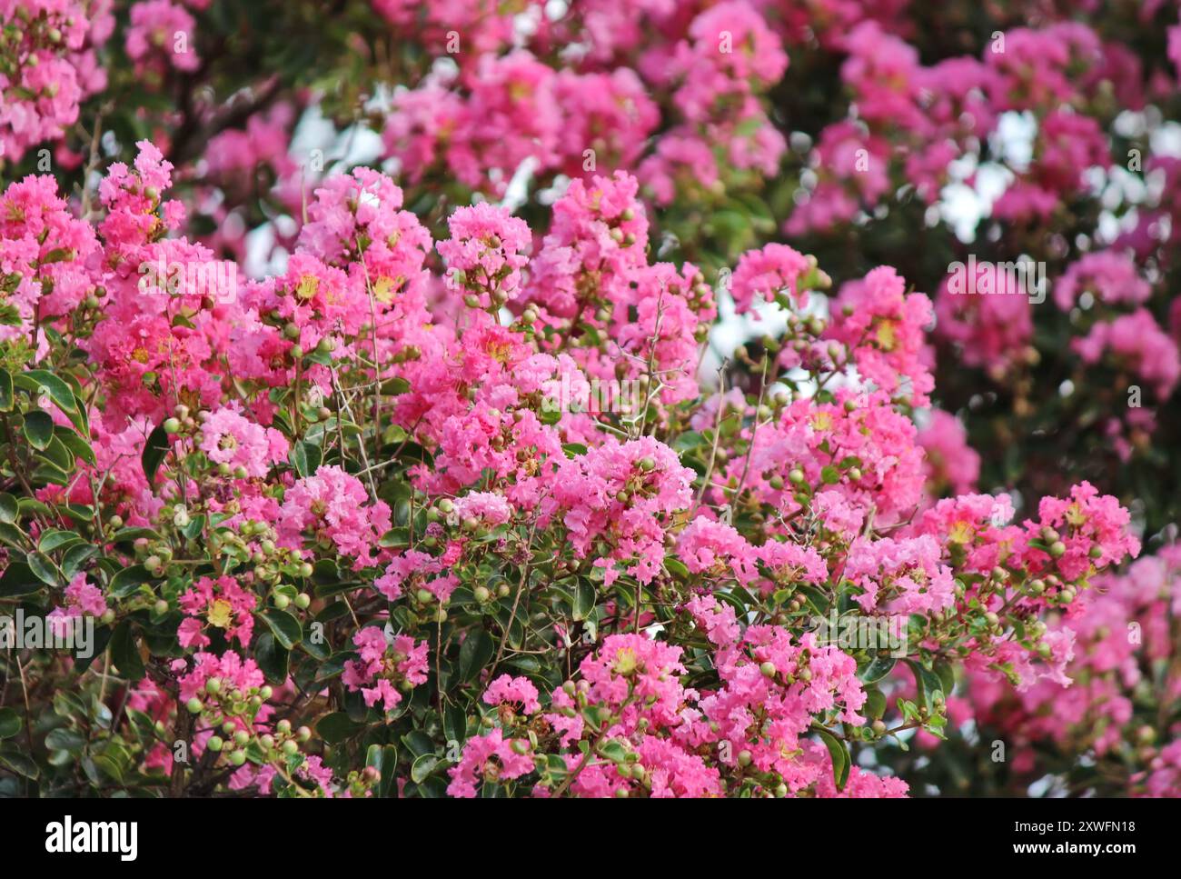 kreppmyrte Pflanze (Lagerstroemia indica) Stockfoto