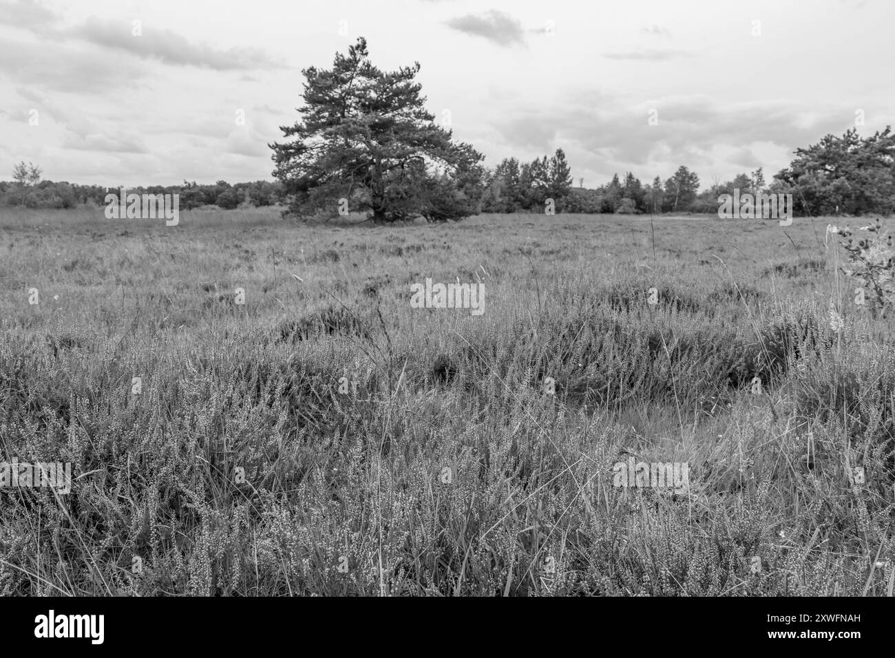 Eibergen in den niederlanden Stockfoto