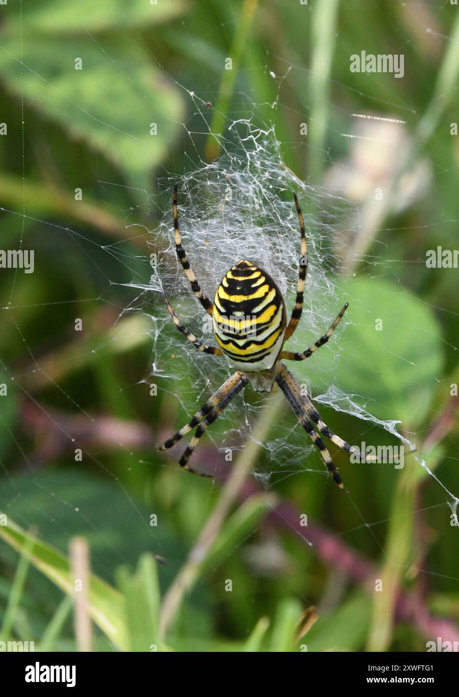 Wespenspinne, Argiope bruennichi, Teil der Art der Spinnen mit spinnenförmigem Abdomen, die im Grasland im Süden Englands gefunden werden Stockfoto
