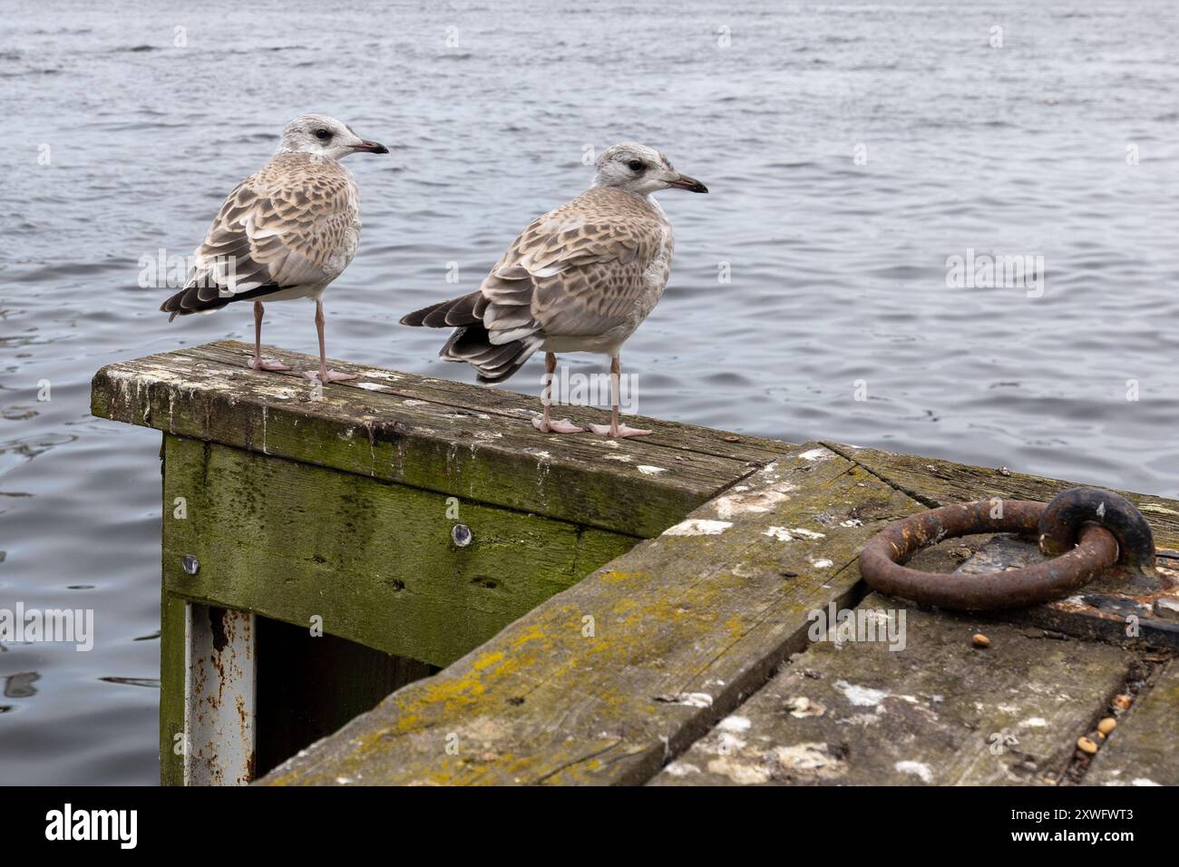 Zwei Möwenküken stehen auf Holzsteg mit Wasserhintergrund Stockfoto