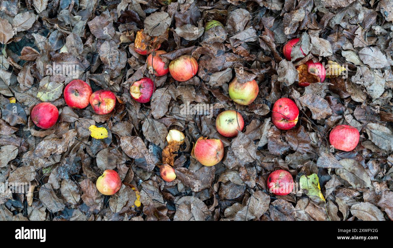 überreste der ernte -fotos und -bildmaterial in hoher auflösung