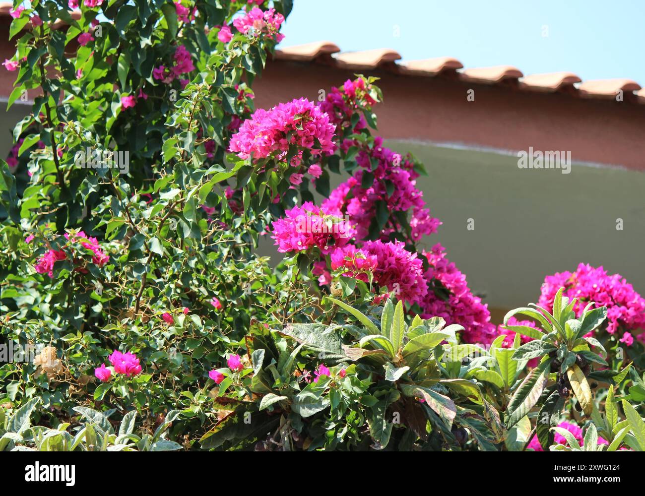 Wunderschöne Bougainvillea-Pflanze im Garten Stockfoto