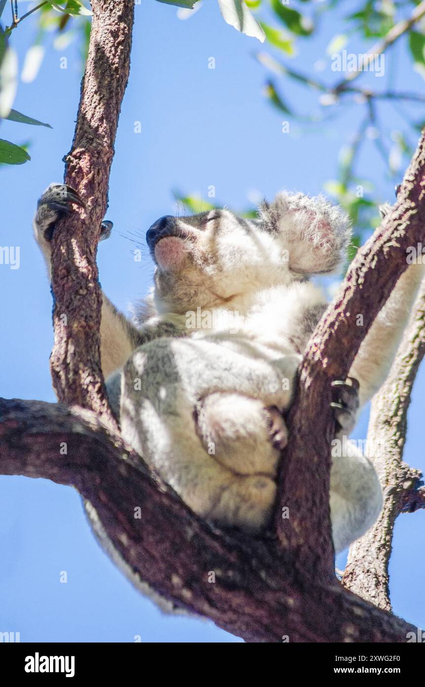 Niedlicher Koalabär, der auf Eukalyptusbäumen in seinem natürlichen Lebensraum auf Magnetic Island, Queensland, Australien, ruht. Stockfoto