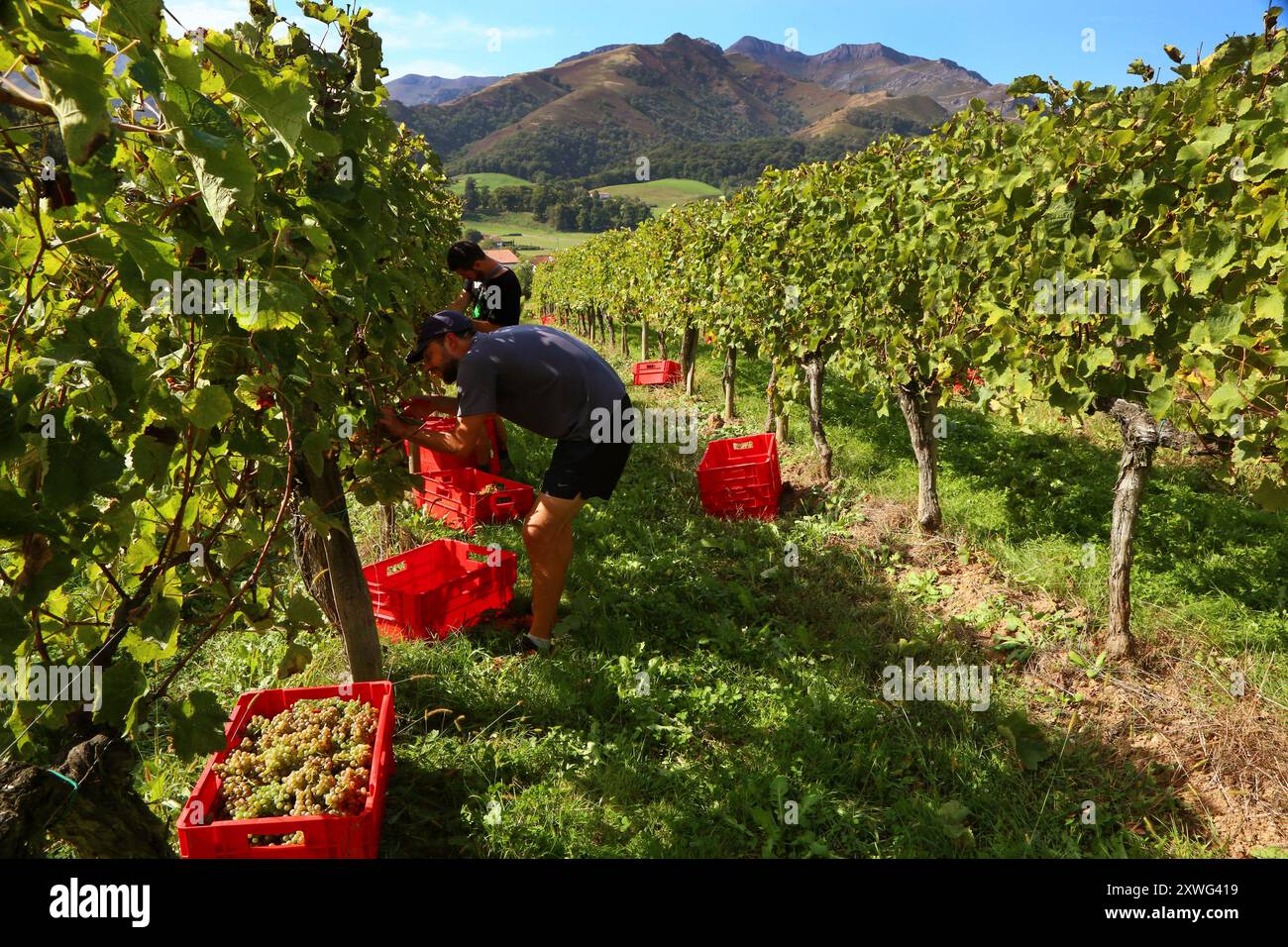 PYRENÄEN ATLANTIQUES, 64, PAYS BASQUE, ST ETIENNE-DE-BAIGORRY, DURANT LES VENDANGES AU DOMAINE ORONOZIA, LES GRAPPES DE ROISIN SERONT PORTEES AUX CAV Stockfoto