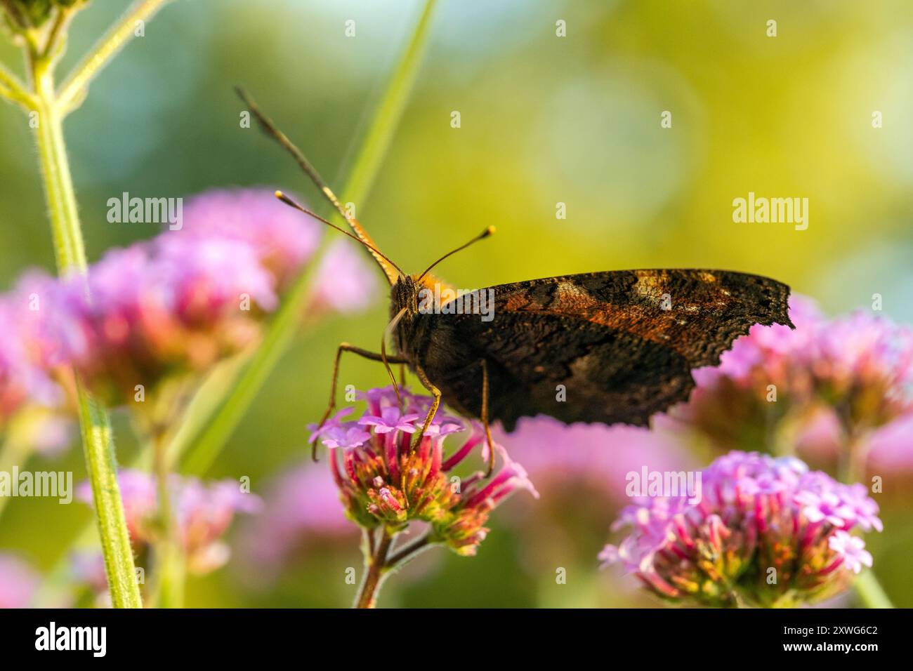 Sommerblumen mit verschwommenem Hintergrund Stockfoto