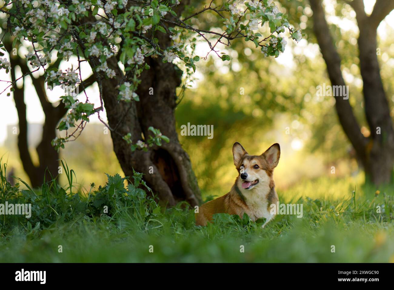 Ein fröhlicher Corgi-Hund genießt die frische Frühlingsluft. Stockfoto