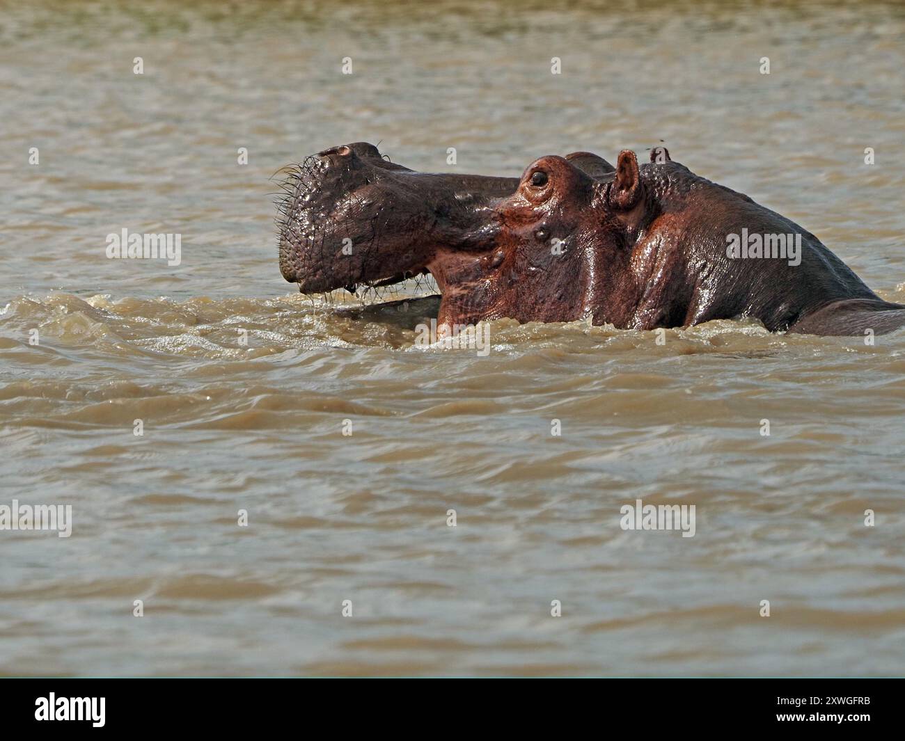 Nilpferd (Hippopotamus amphibius) mit Borsten am Oberkiefer, die über der Wasseroberfläche des Manze-Sees im Nyerere-Nationalpark, Tansania glitzern Stockfoto