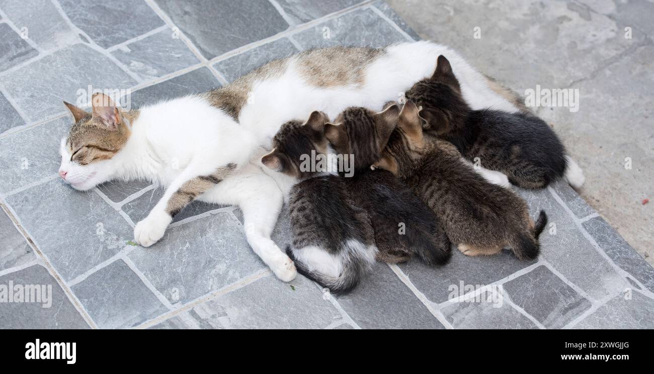 Kleine liebenswerte Kätzchen saugen Milch von Mama-Katze Stockfoto