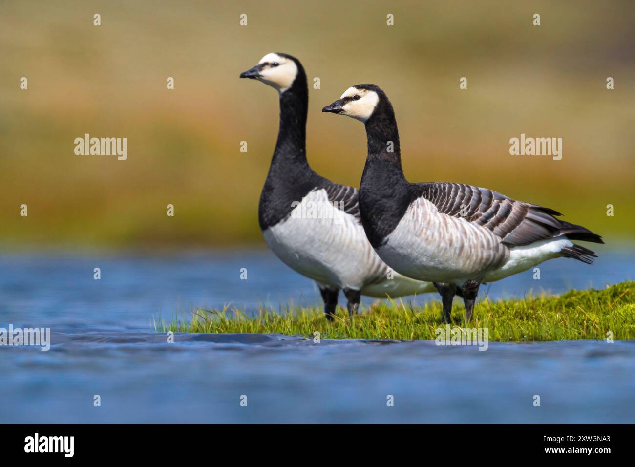 barnacle Gans (Branta leucopsis), zwei Gänse, die am Ufer eines Tundra-Sees stehen, Island, Austurland Stockfoto