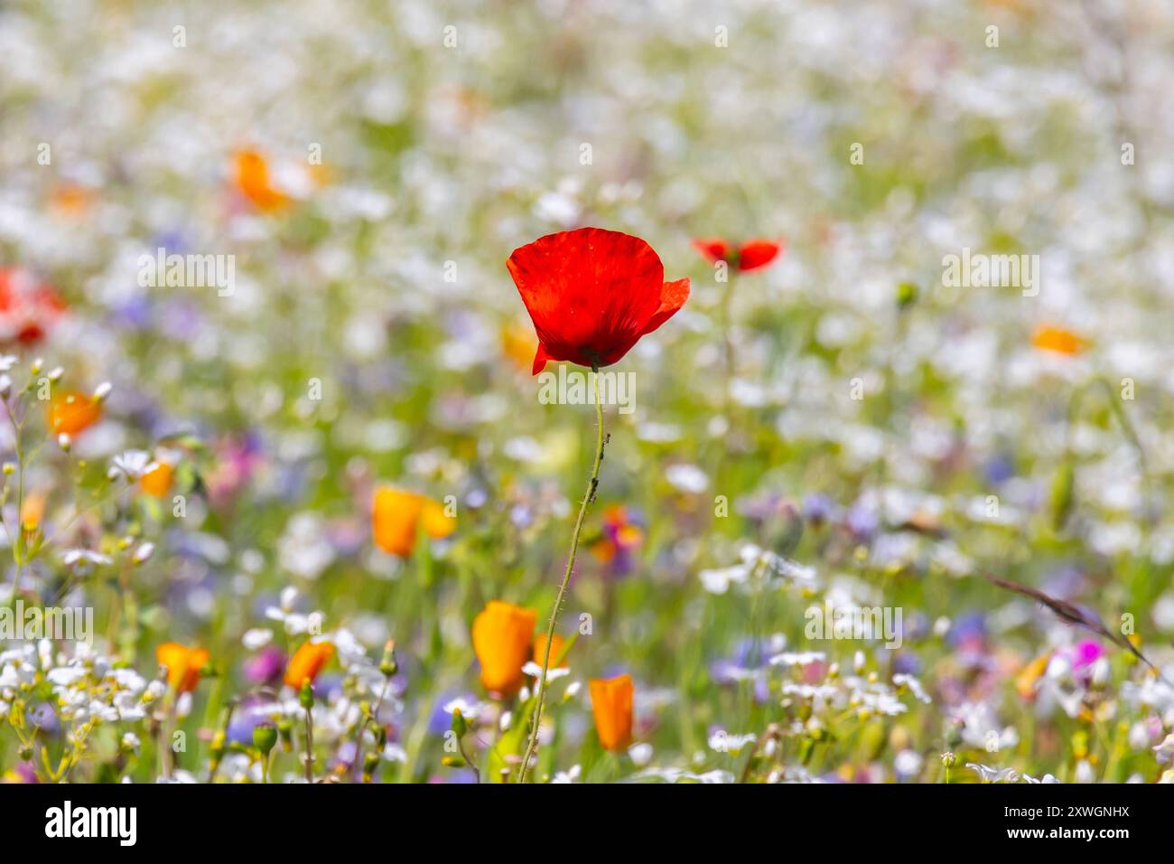 Blick auf eine Blumenwiese am 12.06.2024 bei Sassnitz auf der Insel