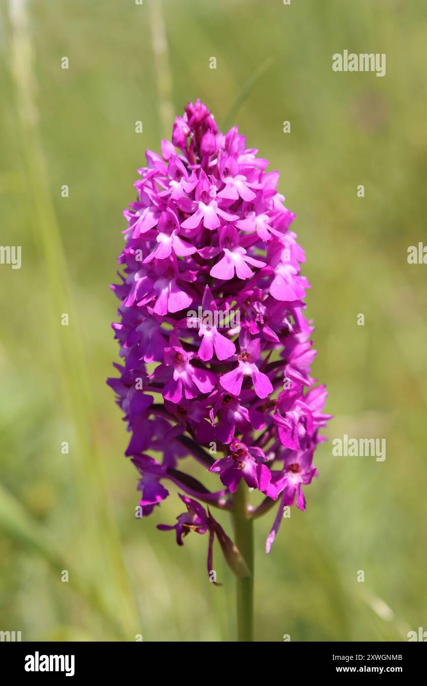 Pyramiden-Orchidee (Anacamptis Pyramidalis, Orchis Pyramidalis), Blütenstand, Deutschland Stockfoto