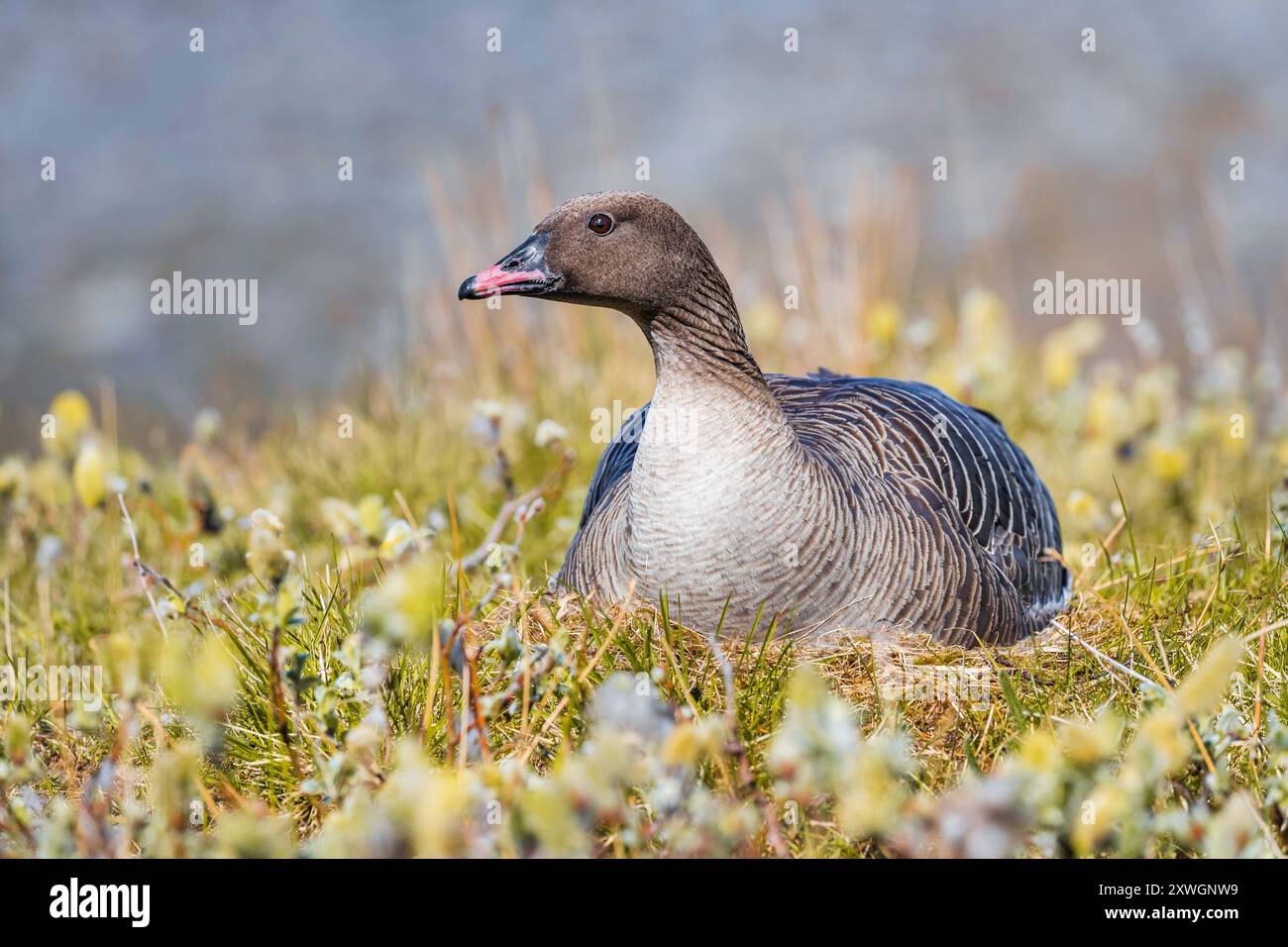 Rosafarbene Gans (Anser brachyrhynchus), erwachsen auf ihrem Nest während der Brutsaison auf der Tundra, Island, Nordurland Stockfoto