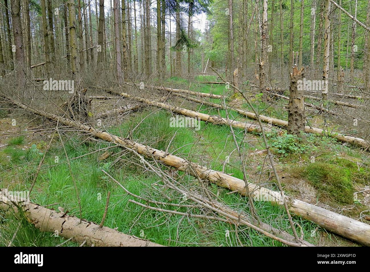 Fichte (Picea abies), gebrochene Fichten nach einem Sturm, Deutschland, Nordrhein-Westfalen, Sauerland Stockfoto