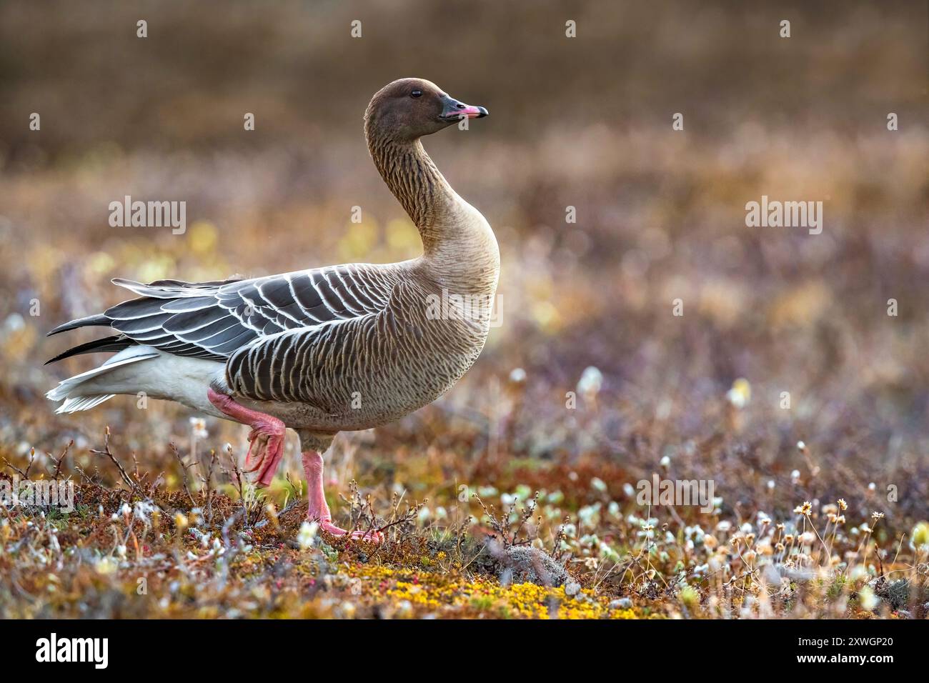 Rosafarbene Gänse (Anser brachyrhynchus), Erwachsene zu Fuß in Tundra, Island, Austurland Stockfoto