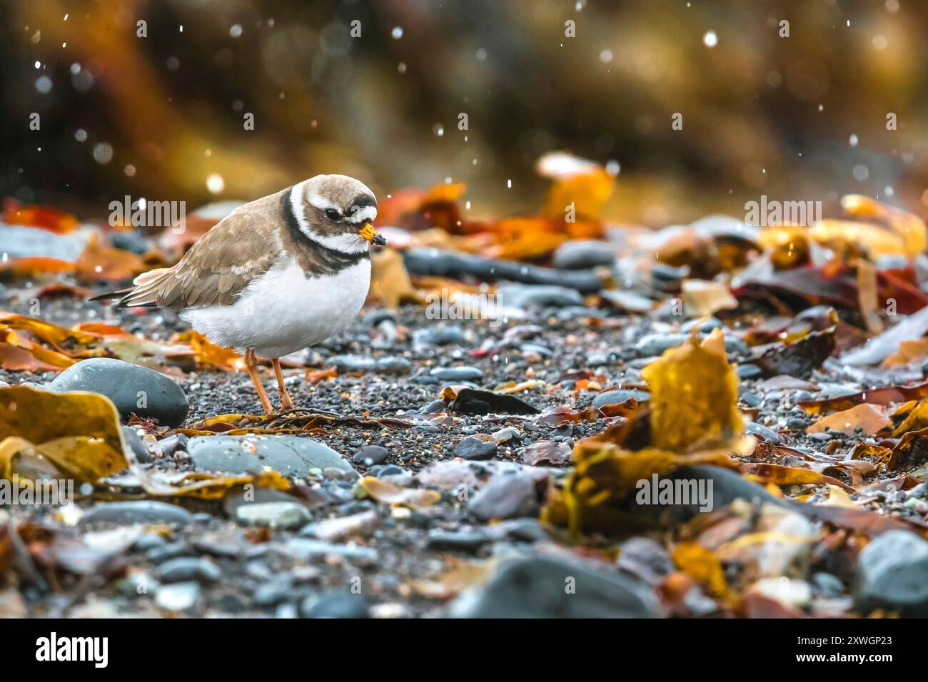 Ringpfeifer (Charadrius hiaticula psammodromus. Charadrius psammodromus), Erwachsener am Strand, Island, Austurland Stockfoto