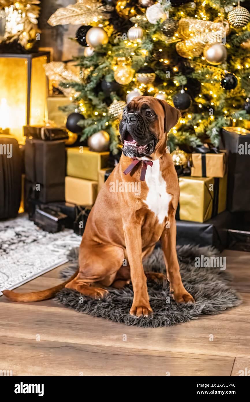 Ferienatelier-Fotografie eines Boxerhundes mit weihnachtlichem Thema Stockfoto