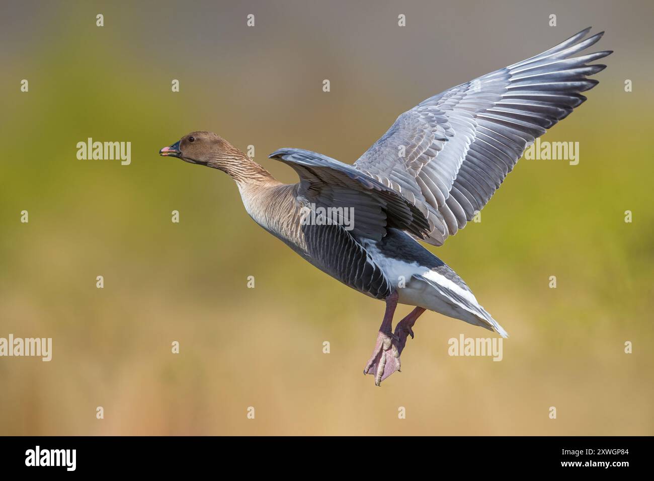 Rosafarbene Gans (Anser brachyrhynchus), Erwachsener im Flug in der Tundra, Island, Nordurland Stockfoto
