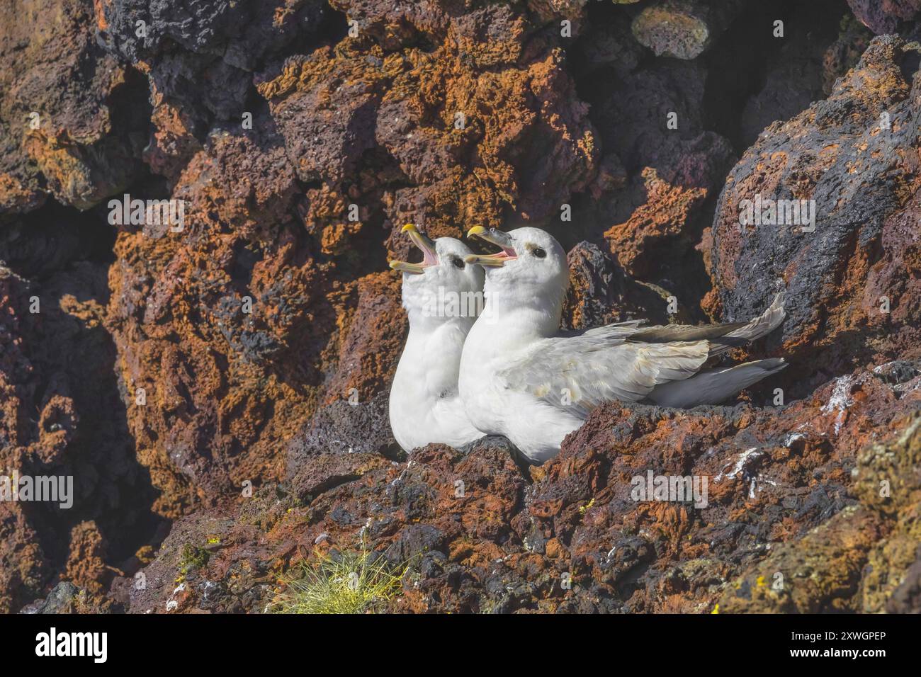 Audubons Gratler, nördlicher Fulmar, arktischer Fulmar (Fulmarus glazialis audubonii, Fulmarus audubonii), liegen in ihrem Brutkolo auf der Klippe Stockfoto