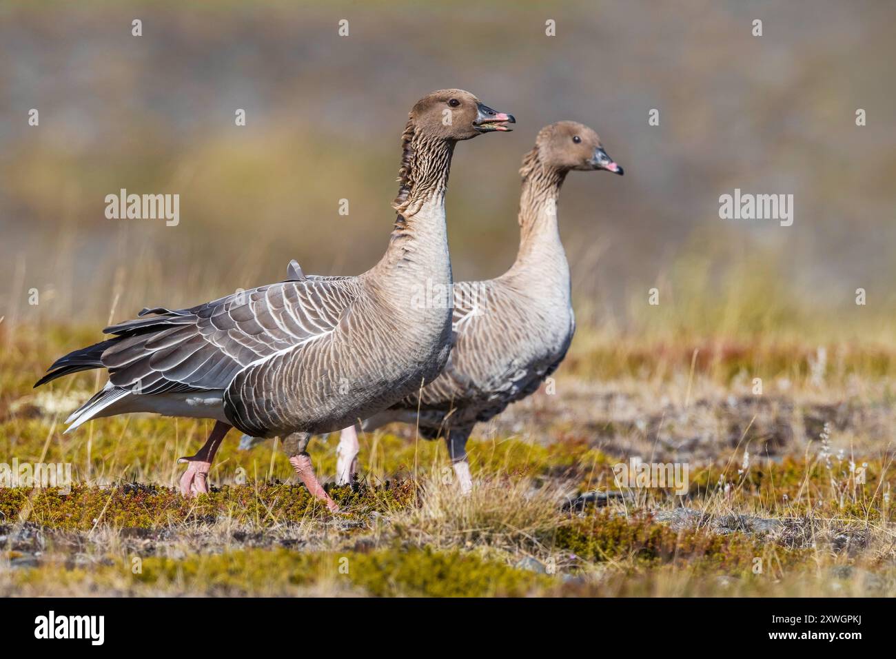 Rosafarbene Gänse (Anser brachyrhynchus), die während der Brutsaison in der Tundra Islands in Bewegung sind, Paar Walking and Calling, Island Stockfoto
