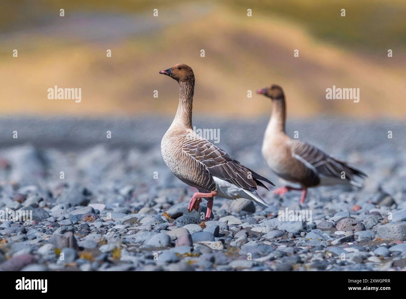 Rosafarbene Gans (Anser brachyrhynchus), Paar während der Brutsaison auf der Tundra, Island, Nordurland, Akrahreppur Stockfoto