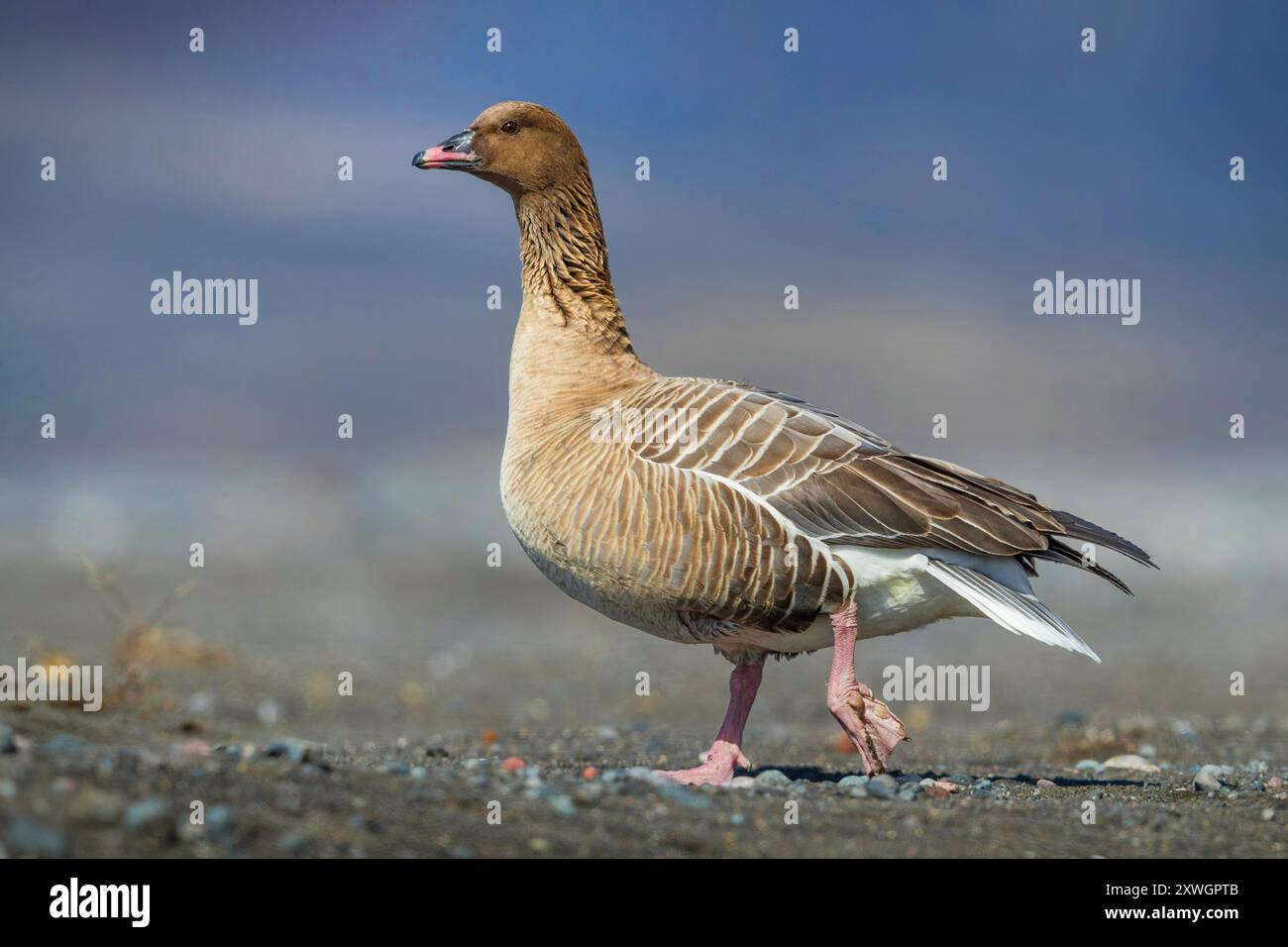 Rosafarbene Gans (Anser brachyrhynchus), erwachsen während der Brutsaison auf der Tundra, Island, Nordurland Stockfoto