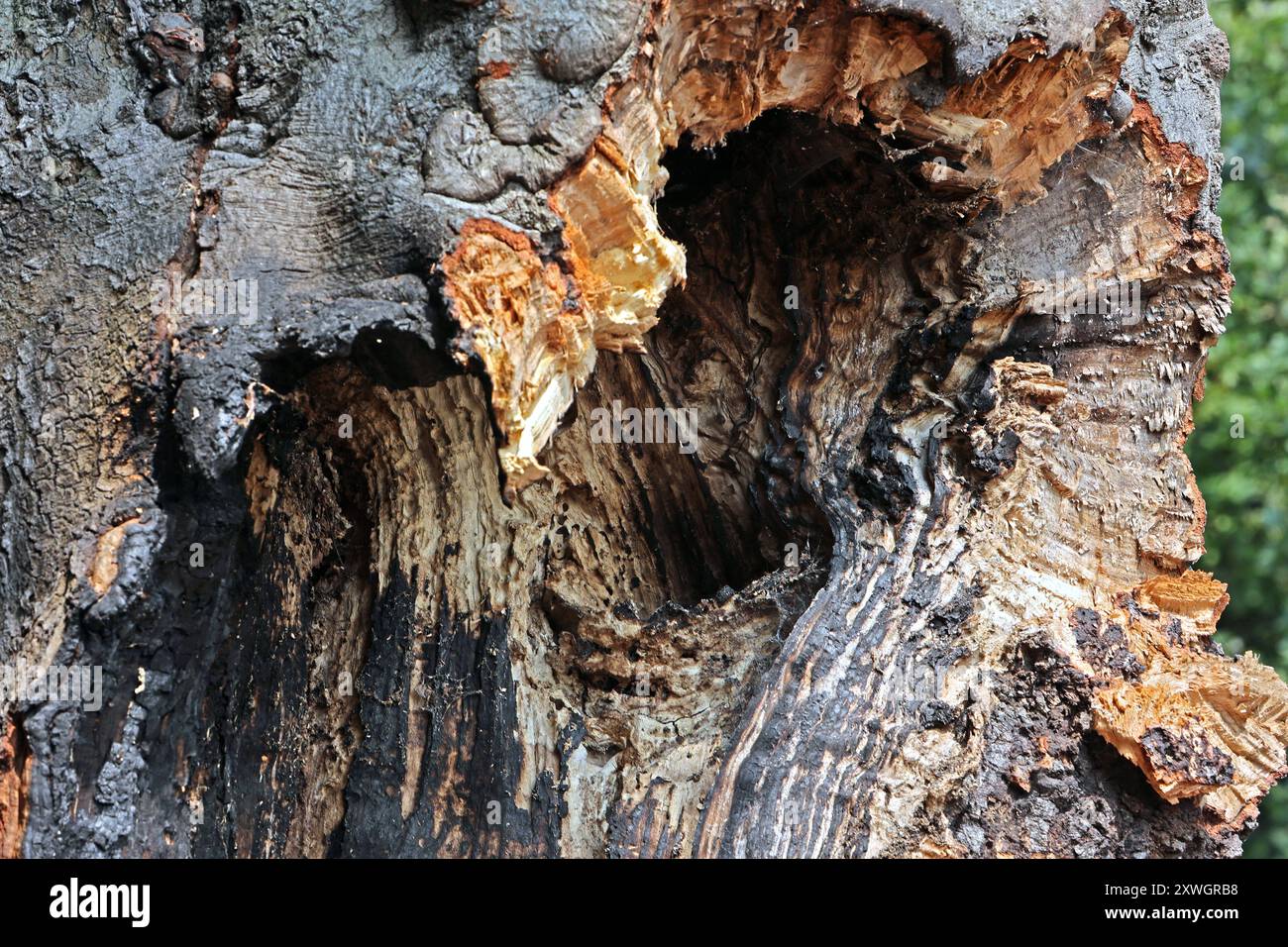 Kernfäule Alter Bäume Ansicht von einer massiven Kernfäule einer alten Blutbuche in der ein Feuer entfacht wurde. Als Folge muss der Baum zeitnah gefallen werden. *** Kernverfall alter Bäume Blick auf einen massiven Kernverfall einer alten Kupferbuche, bei der ein Feuer entzündet wurde, musste der Baum umgehend gefällt werden Stockfoto