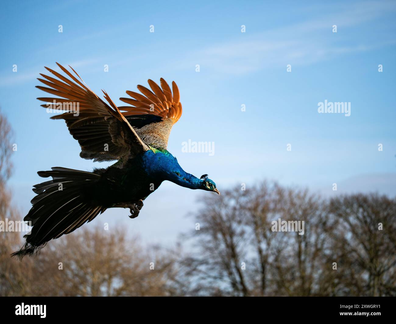 Fliegender Pfau ( Pavo cristatus indischer Pfau) Blauer Pfau im Flug. Strahlender Pfau. Stockfoto