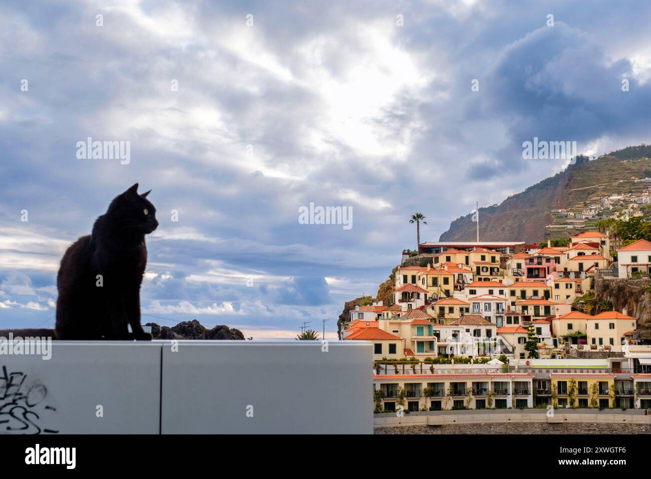 Schwarze Straßenkatze, Stadt Câmara de Lobos, Dorf bei Sonnenuntergang, Sommer, Insel Madeira, Portugal Stockfoto