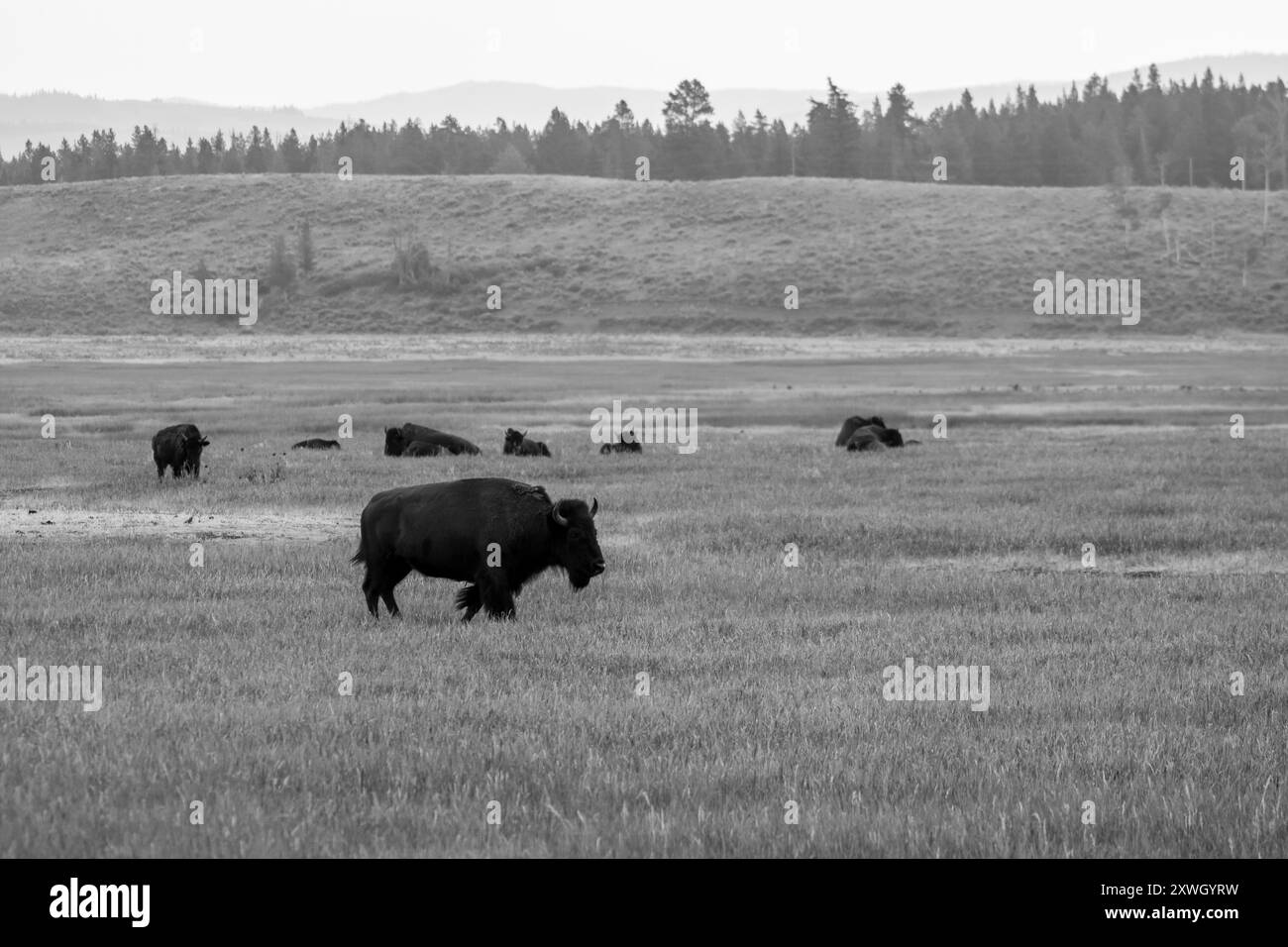 Ein einsamer Bison im Grand Teton National Park in Schwarz und weiß Stockfoto