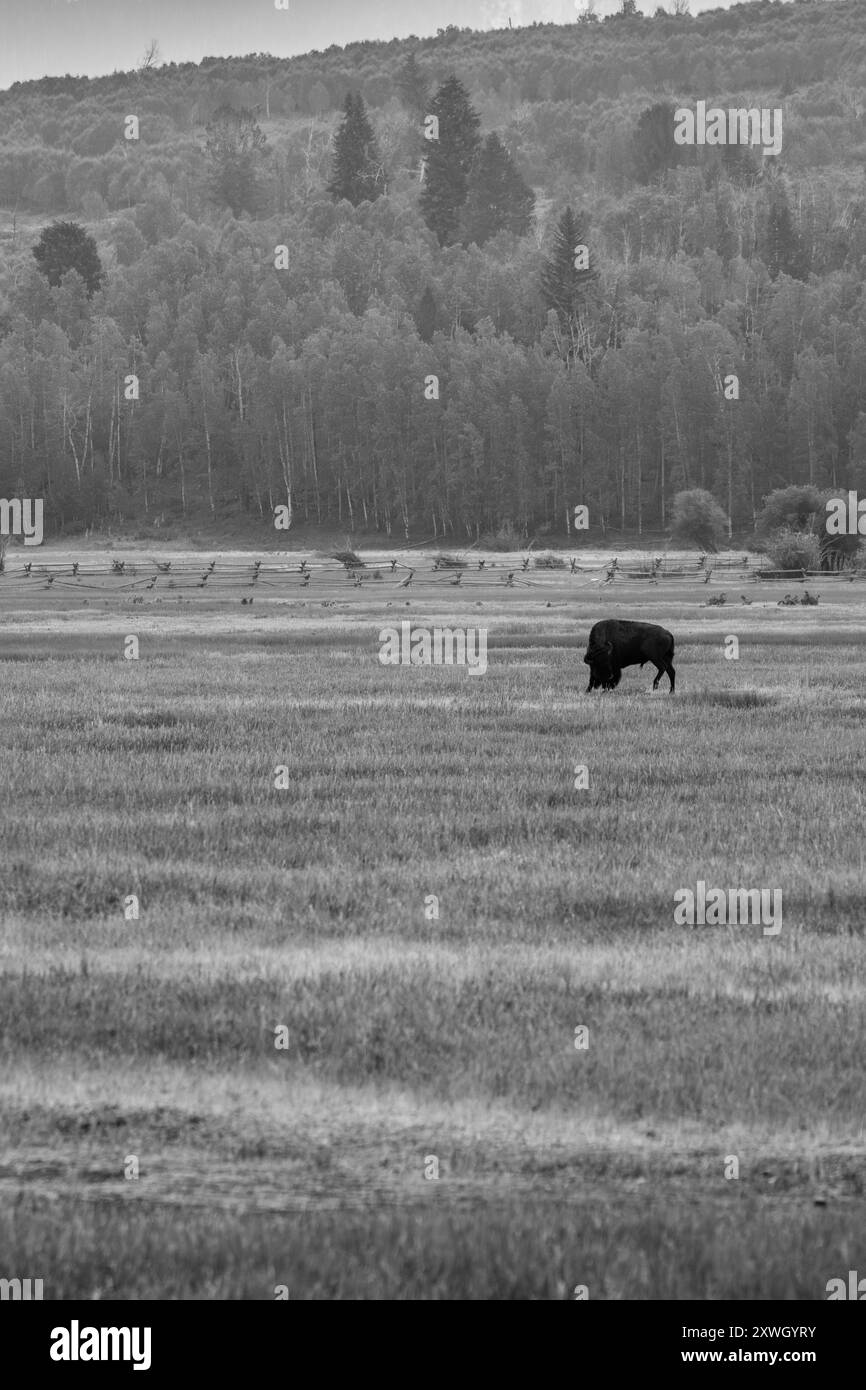 Ein einsamer weidender Bison in Schwarz-weiß Stockfoto