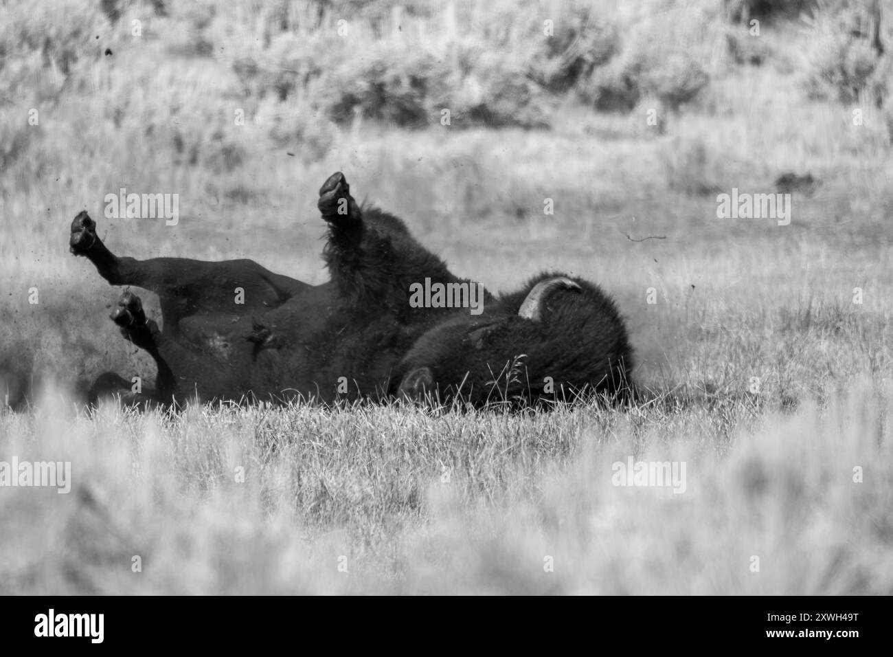 Bisons Rollen im Schlamm, um sich zu reinigen Stockfoto