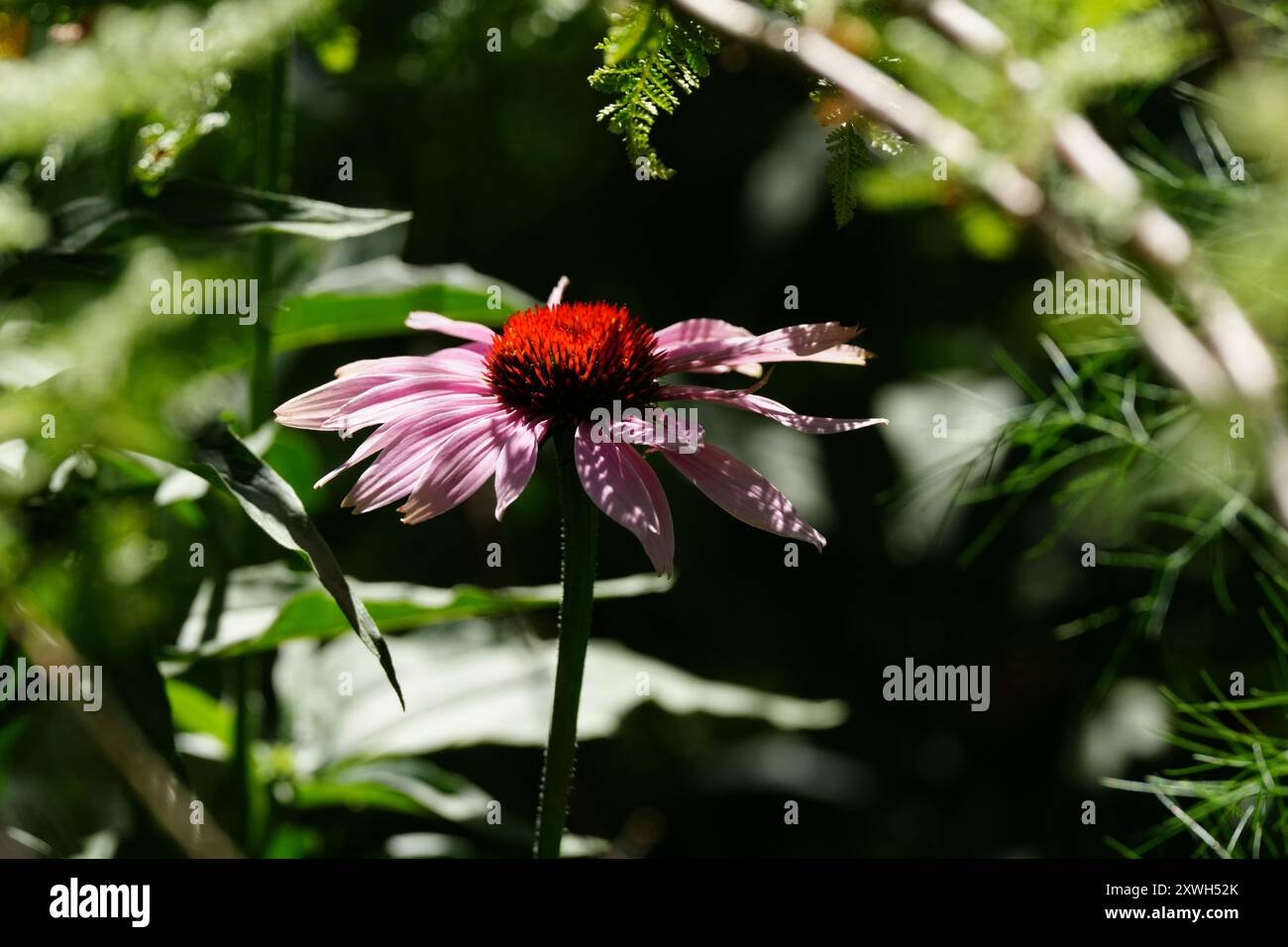 Botanischer Garten mit Echinacea Blume Stockfoto