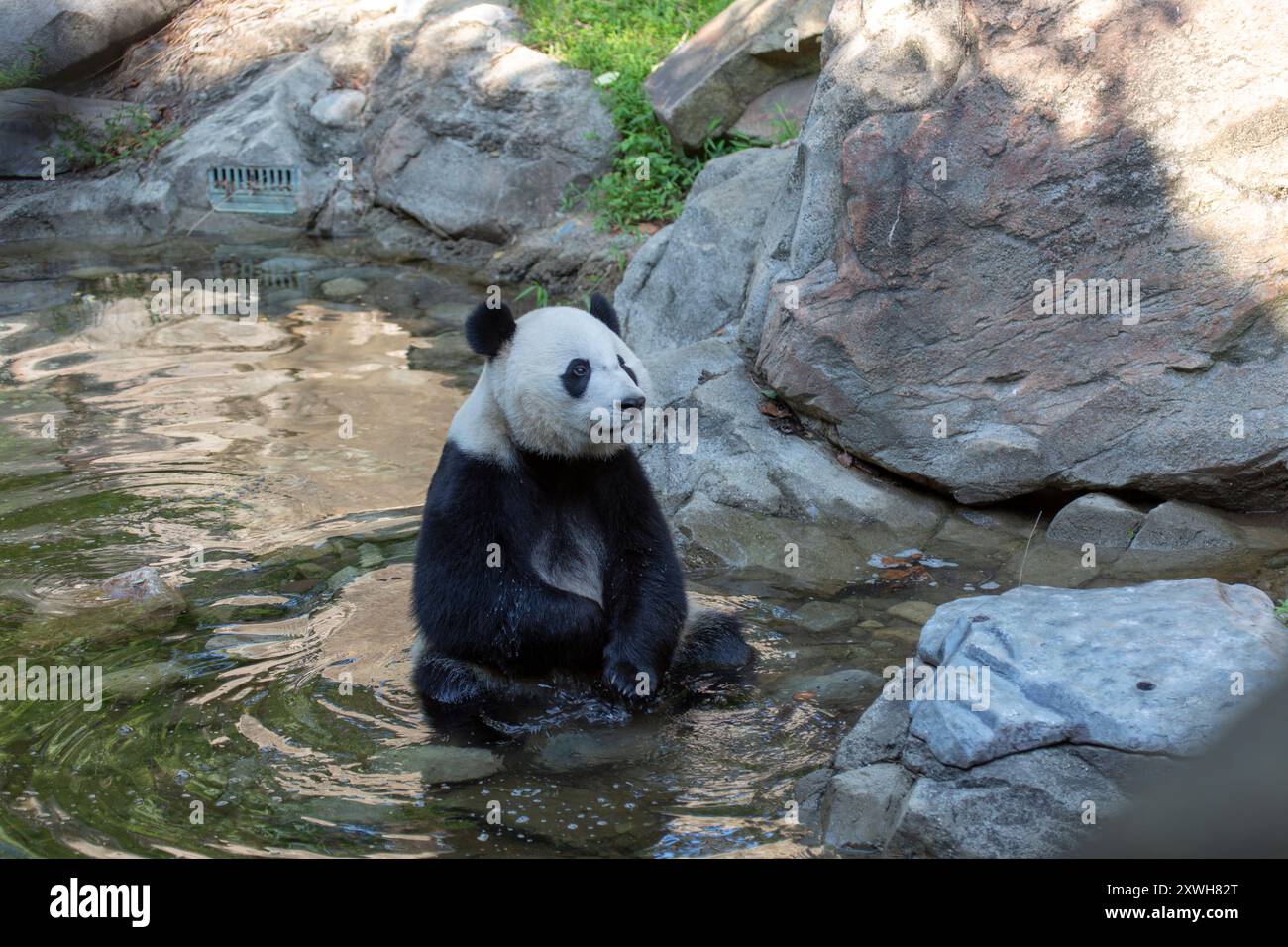 Der Riesenpanda namens bei sitzt in einem Teich, Smithsonian's National Zoo, Smithsonian National Zoological Park, Washington, DC, USA Stockfoto Der Riesenpanda namens bei sitzt in einem Teich, Smithsonian's National Zoo, Smithsonian National Zoological Park, Washington, DC, USA Stockfoto