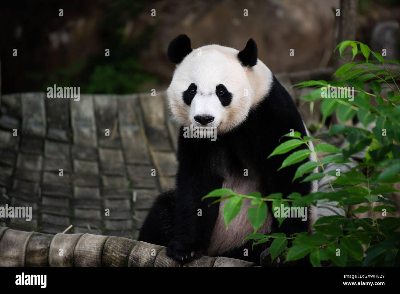 Nahaufnahme eines Riesenpandas namens bei bei Sitting, Smithsonian's National Zoo, Smithsonian National Zoological Park, Washington, DC, USA. Stockfoto Nahaufnahme eines Riesenpandas namens bei bei Sitting, Smithsonian's National Zoo, Smithsonian National Zoological Park, Washington, DC, USA. Stockfoto