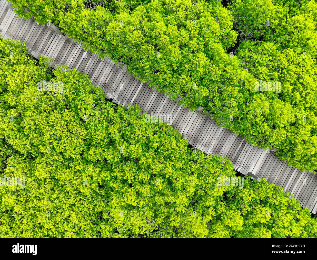 Blick aus der Vogelperspektive üppig grüner Mangrovenwald. Holzbrücken für Naturpfade, die die Möglichkeiten des Ökotourismus, die Vorteile der CO2-Abscheidung und das wichtige hervorheben Stockfoto