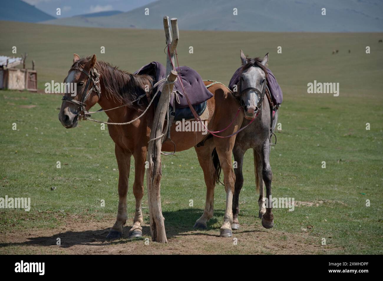 Porträt von Pferden auf der Almwiese in Kirgisistan Stockfoto
