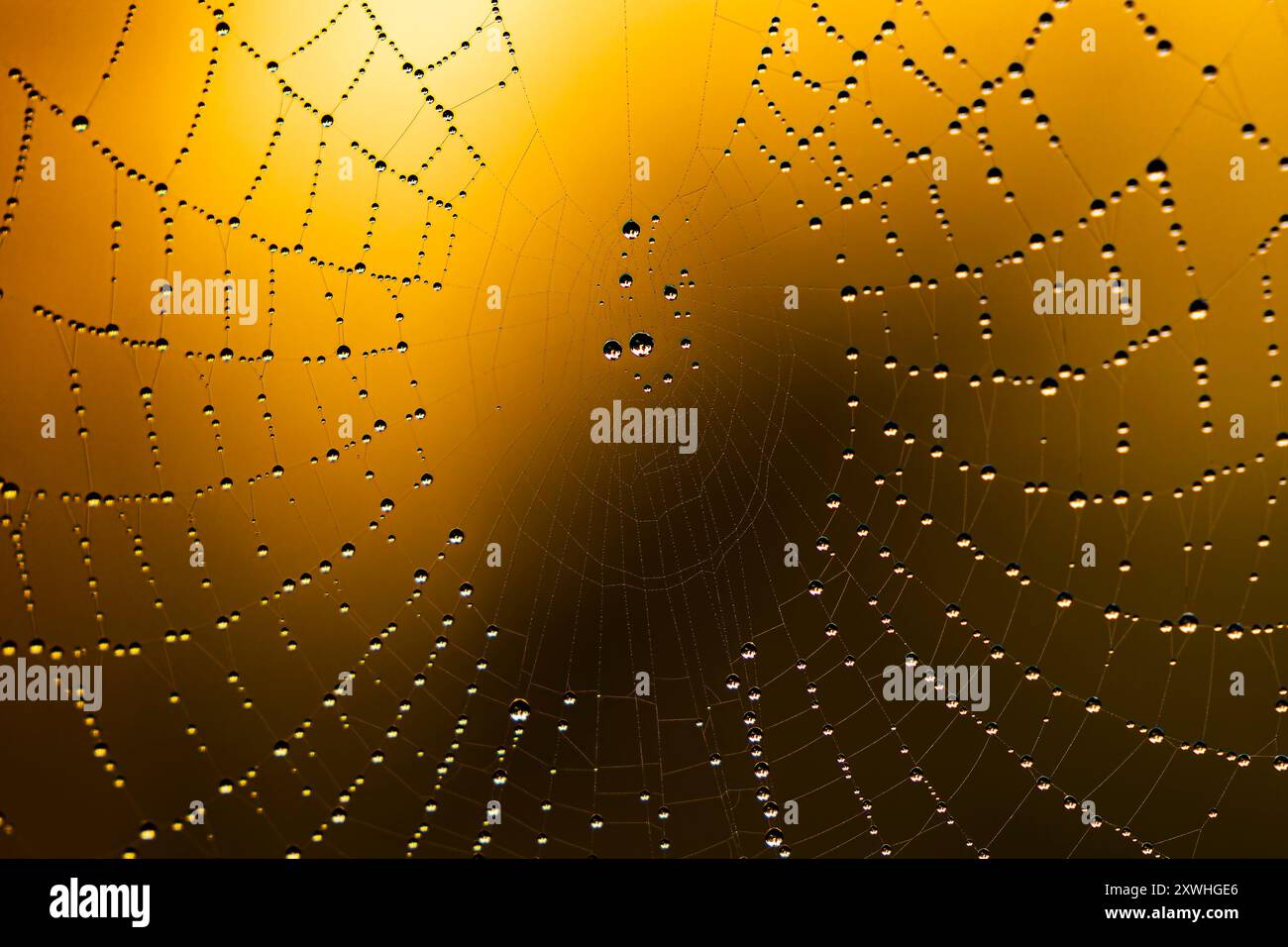 Spinnennetz-Details im Morgenlicht Stockfoto
