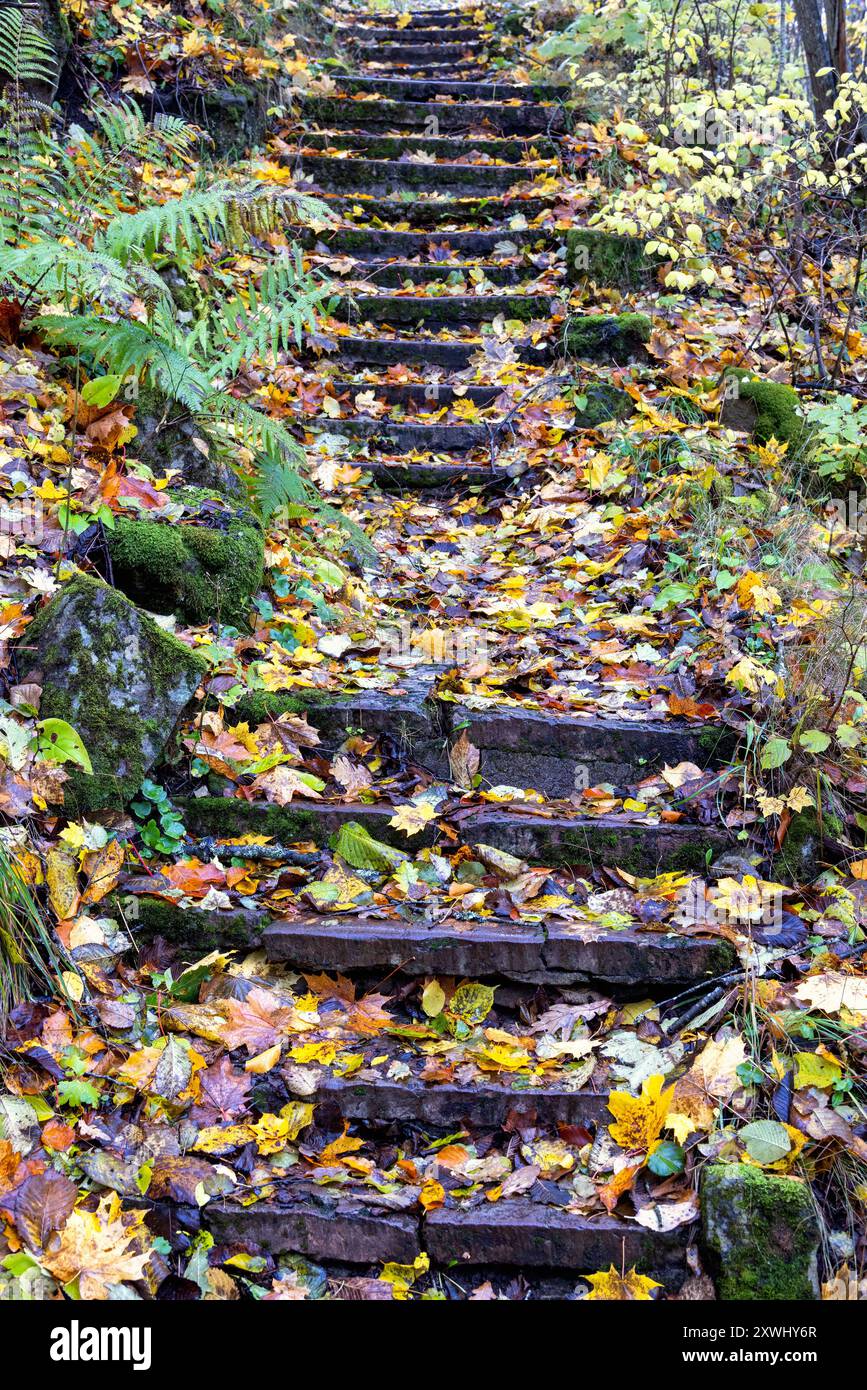 Treppen in einem Naturpark mit herabfallenden Herbstblättern Stockfoto