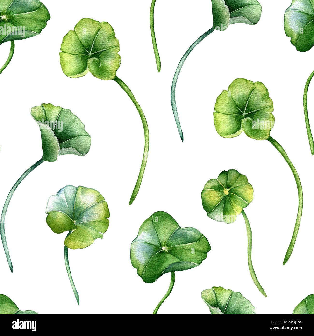 Centella asiatica im botanischen Stil auf nahtlosem Aquarellmuster. Geranium, Pennykraut Kräuterpflanzen handgezeichnet. Gotu Kola Grün endlose Hinterwäldler Stockfoto