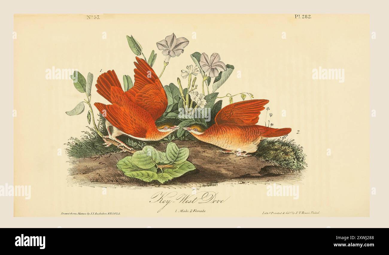 Männliche und weibliche Key-West-Wachteltauben (Geotrygon chrysia). Nach einer Illustration von John James Audubon im 5. Band seines Buches The Birds of America from Drawings Made in the United States and their Territories, veröffentlicht 1842. Spätere Färbung. Stockfoto