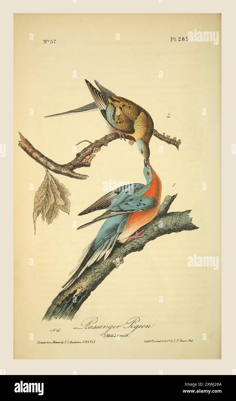 Fluggasttaube oder Wildtaube (Ectopistes migratorius). Nach einer Illustration von John James Audubon im 5. Band seines Buches The Birds of America from Drawings Made in the United States and their Territories, veröffentlicht 1842. Spätere Färbung. Stockfoto