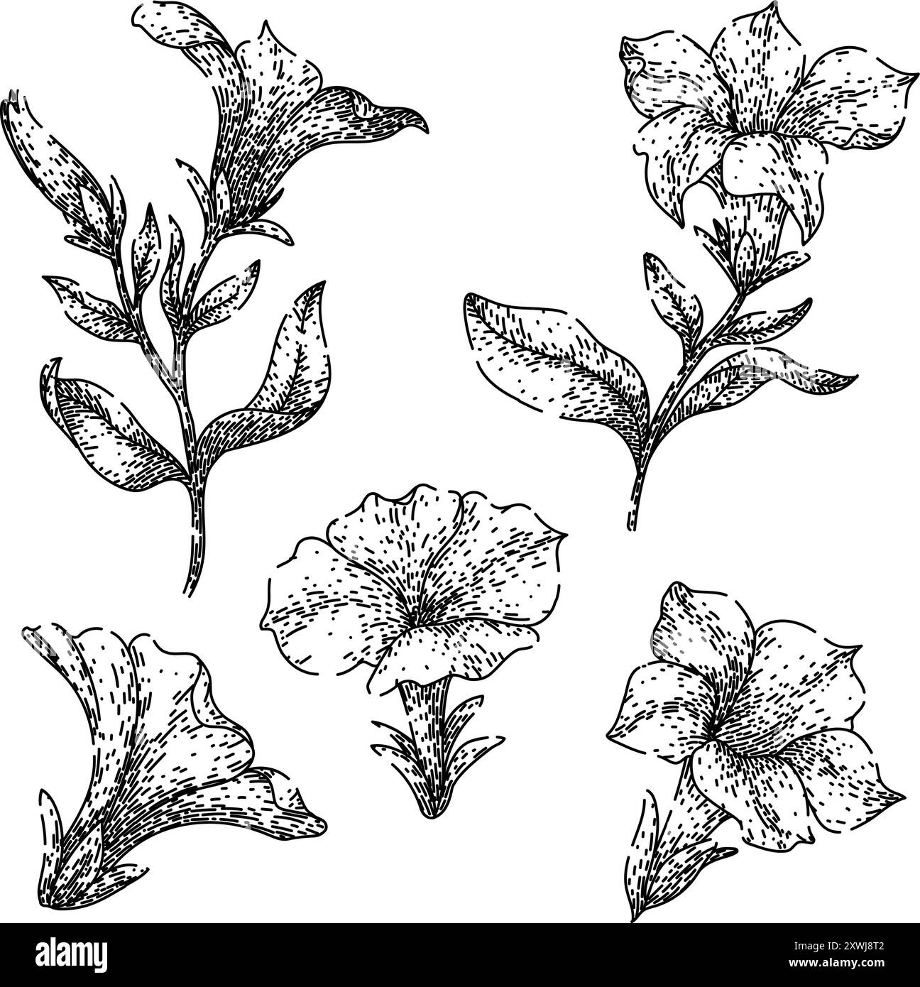 petunia Set Skizze Hand gezeichneter Vektor Stock Vektor