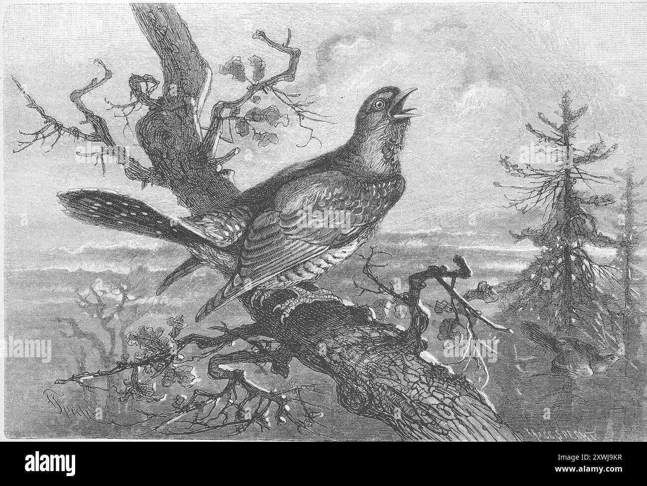 Kuckuck, Cuculus canorus, auf einem Ast sitzend und rufend, historische, digital restaurierte Reproduktion von einer Vorlage aus dem 19. Jahrhundert, Aufzeichnungsdatum nicht angegeben, Kuckuck, sitztt auf einem AST und ruft, historisch, digital restaurierte Reproduktion von einer Vorlage aus dem 19. Jahrhundert. Jahrhundert Stockfoto