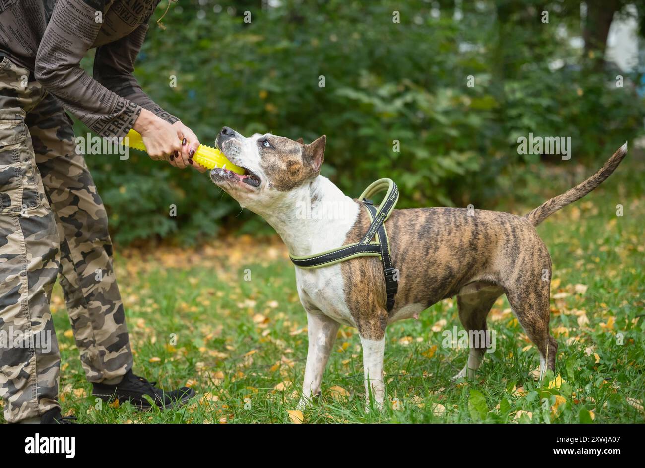Ein Staffordshire Terrier hat Gehorsamstraining in einem Park. Der Hund spielt abholen und konzentriert sich auf die Befehle des Trainers, in einem wunderschönen Outdoo Stockfoto