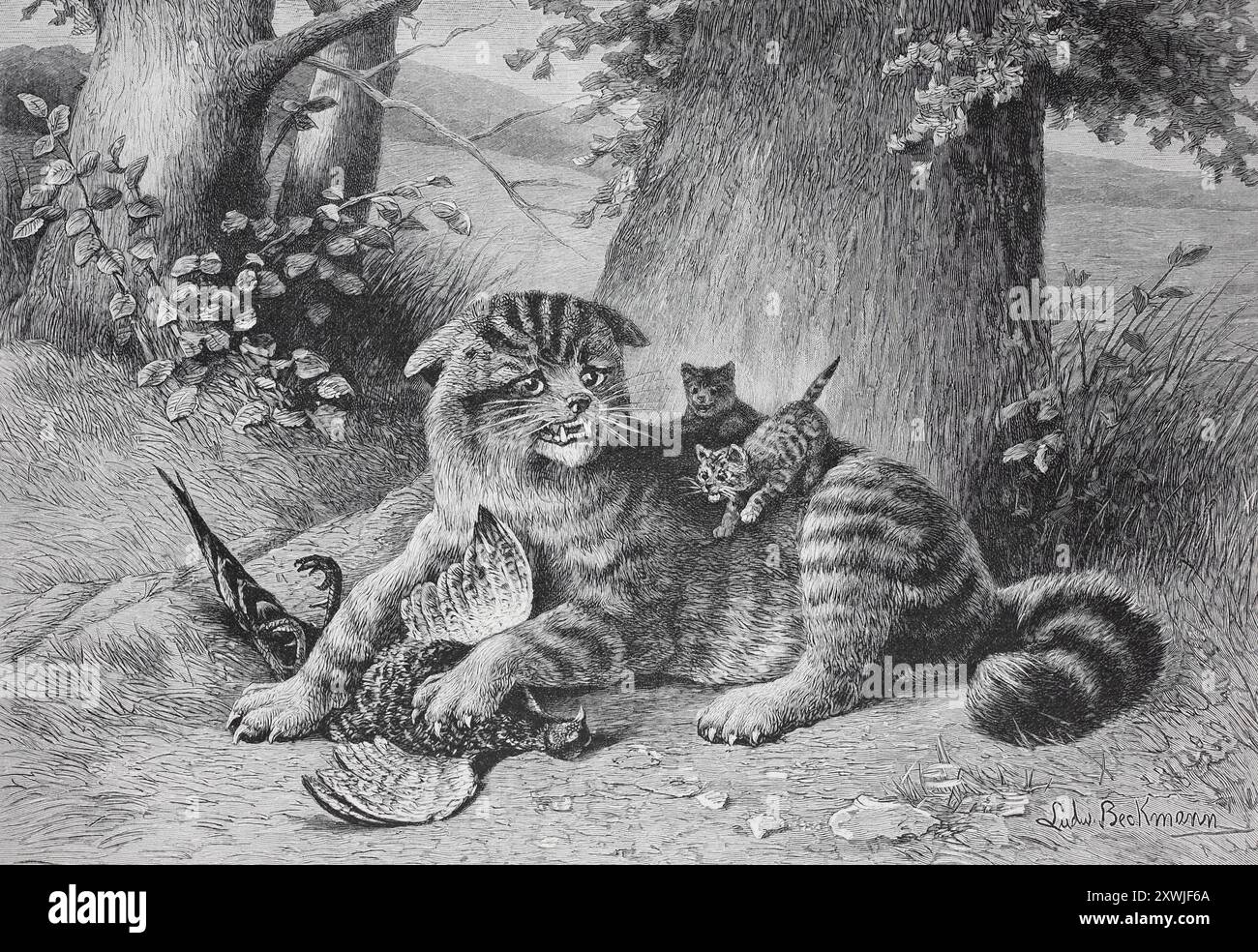 Katze liegt im Wald, umgeben von ihren Kätzchen, und hält ihre Beute, Wildkatze mit einem gefangenen Vogel, historische, digital restaurierte Reproduktion aus einem Original aus dem 19. Jahrhundert, Rekorddatum nicht angegeben, eine Katze liegt im Wald, umgeben von ihren Kätzchen, und hält ihre Beute fest, Wildkatze mit einem erbeuteten Vogel, Historisch, digital restaurierte Reproduktion von einer Vorlage aus dem 19. Jahrhundert, Datum nicht angegeben Stockfoto