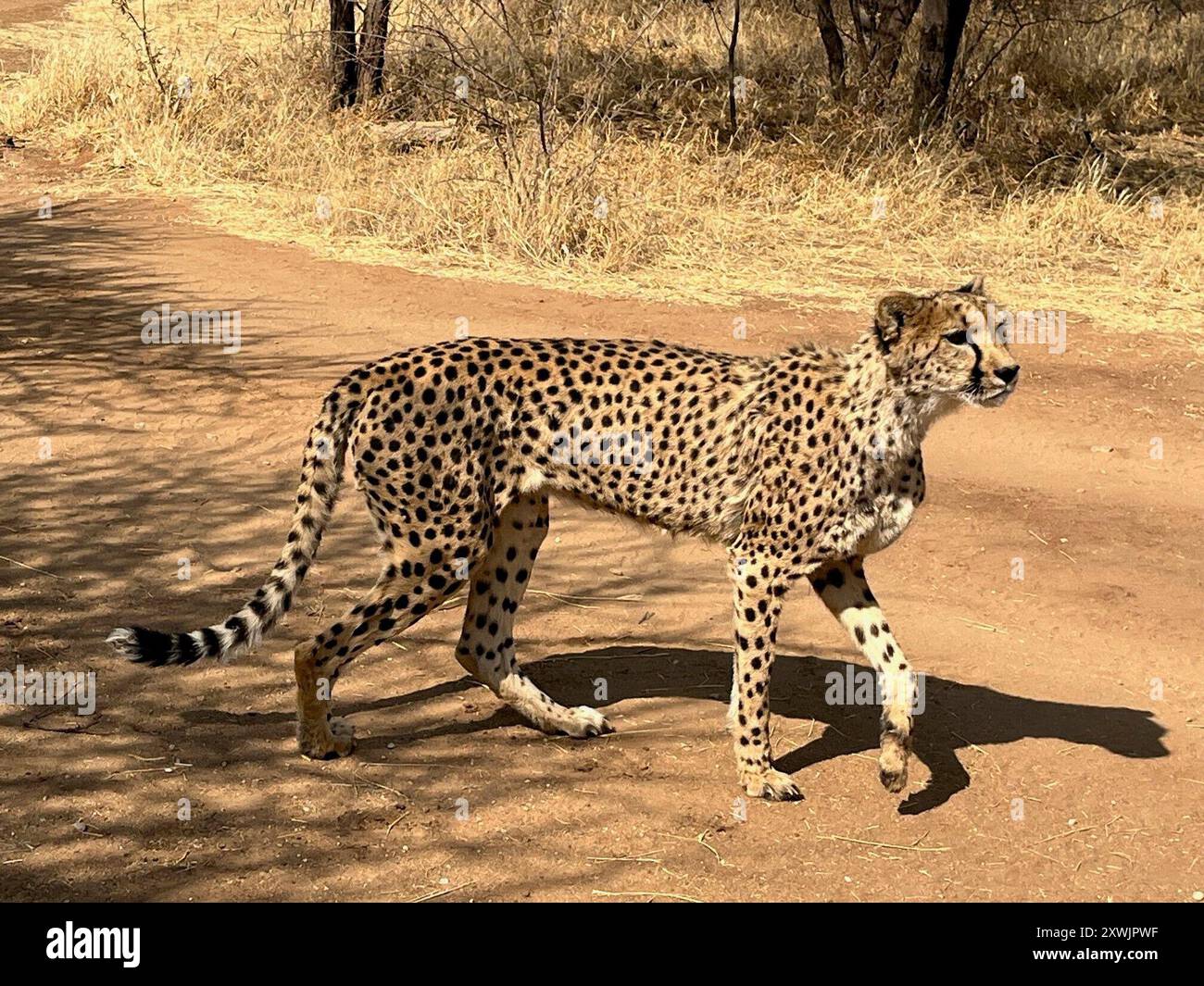 Otjiwarongo, Namibia. August 2024. Ein Gepard in einem Rehabilitationszentrum des Cheetah Conservation Fund (CCF) in Namibia. Die Großkatzen werden hauptsächlich vom Horn von Afrika und Ostafrika in den Nahen Osten geschmuggelt. Dort werden sie als Haustiere an reiche Eliten verkauft. Kristin Palitza/dpa/Alamy Live News Stockfoto