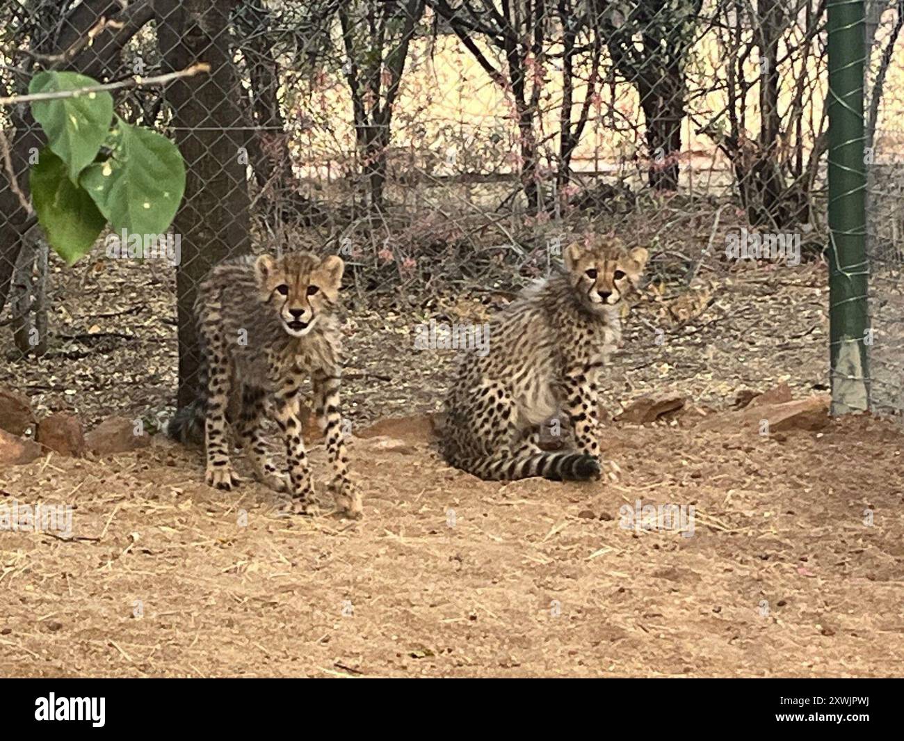 Otjiwarongo, Namibia. August 2024. Geparden in einem Rehabilitationszentrum des Cheetah Conservation Fund (CCF) in Namibia. Die Großkatzen werden hauptsächlich vom Horn von Afrika und Ostafrika in den Nahen Osten geschmuggelt. Dort werden sie als Haustiere an reiche Eliten verkauft. Kristin Palitza/dpa/Alamy Live News Stockfoto