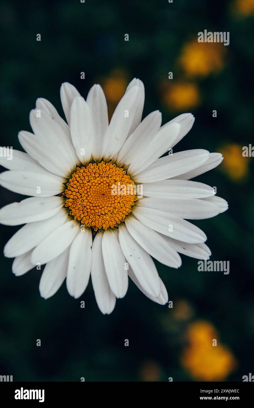 Nahaufnahme eines weißen Gänseblümchens mit gelber Mitte vor einem dunkelgrünen und unscharfen Hintergrund, das die Einfachheit und Schönheit der Natur einfängt. Stockfoto