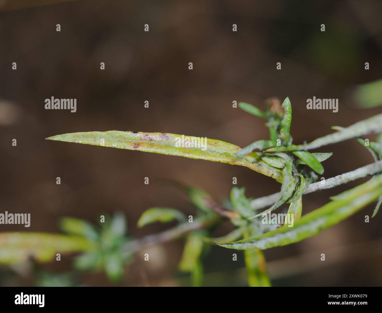 calico Aster (Symphyotrichum lateriflorum) Plantae Stockfoto